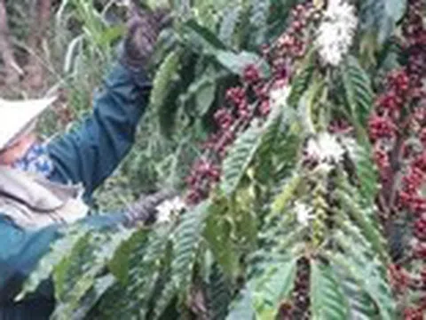 Giá cà phê bật tăng trở lại sau nhiều phiên giảm