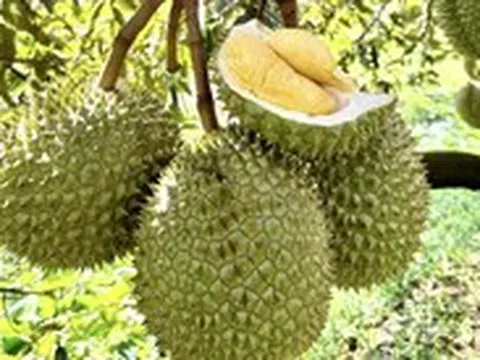 Phó thủ tướng yêu cầu xử lý thông tin liên quan đến trái sầu riêng