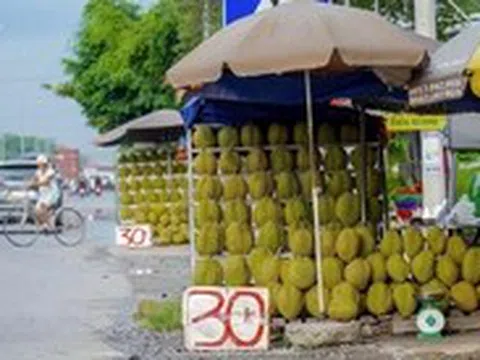 Sầu riêng miền Tây bán lề đường chỉ 30.000 đồng/kg