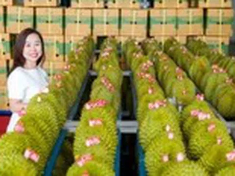 Trung Quốc phê duyệt thêm gần 1.000 vùng trồng và cơ sở đóng gói sầu riêng Việt Nam