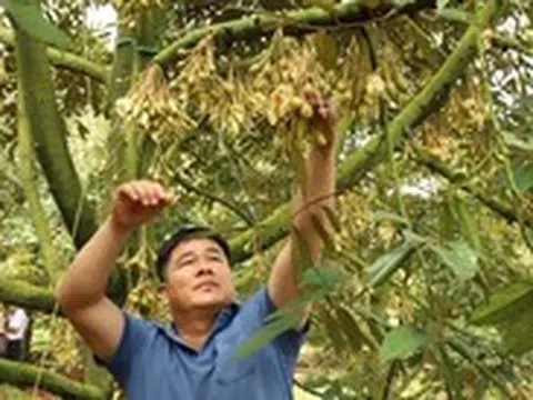 Phải kiểm soát chất lượng sầu riêng từ vườn đến từng công hàng xuất khẩu