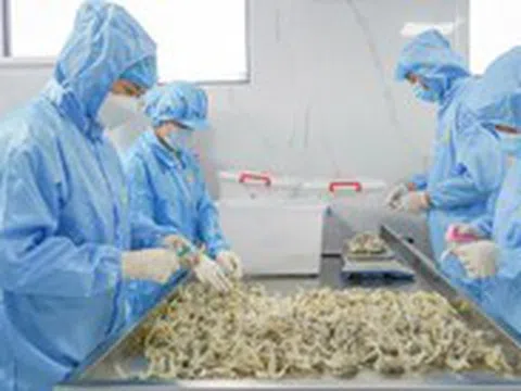 Cần đảm bảo chất lượng yến sào phục vụ người dân
