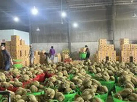 Hải quan ưu tiên làm thủ tục cho sầu riêng xuất khẩu