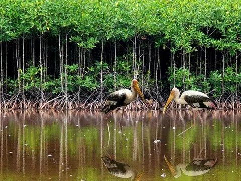 Nghiên cứu giải pháp tháo gỡ chính sách chi trả dịch vụ môi trường rừng ngập mặn tại Việt Nam
