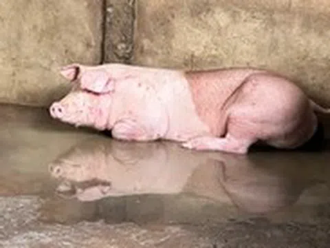 Hậu Giang chấn chỉnh quy trình kiểm soát giết mổ