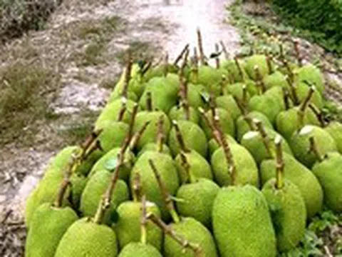 Mít Thái, ổi, xoài đồng giá 1.000 đồng/kg