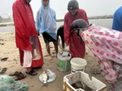 Giữa mưa tầm tã, người dân Đà Nẵng ra biển chài... cá trê, cá rô đồng