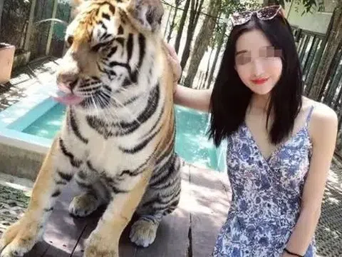 Thảm họa sở thú: Hổ thành nạn nhân mê tín, khách đua nhau nhổ lông lấy lộc