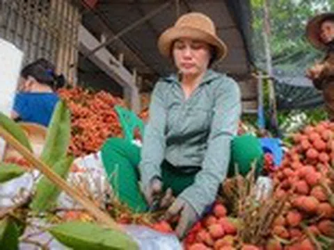 Kiếm tiền triệu mỗi ngày giữa mùa vải thiều Bắc Giang