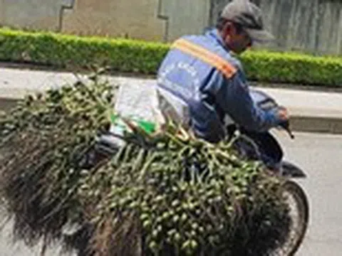 Vì sao Việt Nam tăng mạnh việc nhập khẩu cau?