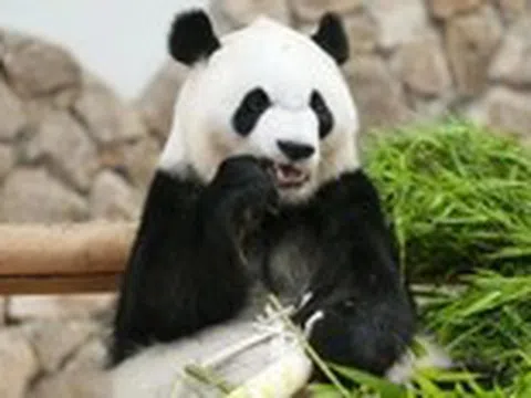 Hàng ngàn người Nhật xúc động tiễn 4 gấu trúc khổng lồ về Trung Quốc