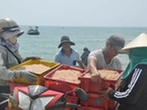 Ruốc xuất hiện dày đặc gần bờ, ngư dân Đà Nẵng đi vớt kiếm tiền triệu mỗi ngày