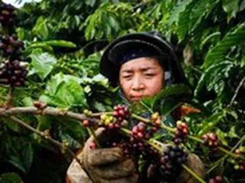 Giá cà phê biến động trái chiều, nông dân lăn tăn giữa bán và giữ hàng