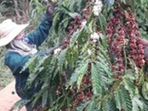 Giá cà phê trong nước và thế giới cùng giảm do nguồn cung tăng?