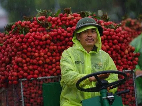 Cảnh tắc đường dài vài ki-lô-mét mùa vải thiều Lục Ngạn chín rộ ở Bắc Ninh