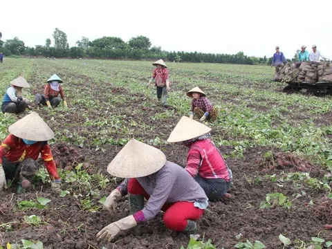 Giải pháp nâng cao chuỗi giá trị sản phẩm khoai lang Móng Cái (Quảng Ninh)
