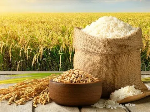 Công ty xuất khẩu gạo lớn nhất Việt Nam nhận nhiệm vụ xây siêu trung tâm logistics nông sản