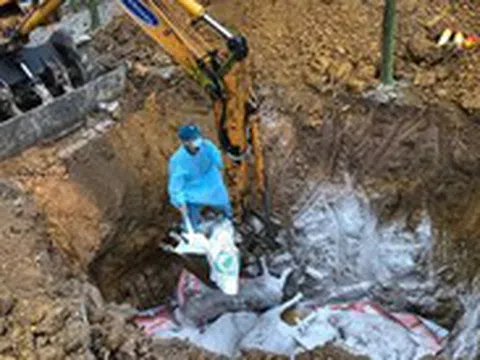 Nhiều tỉnh phía Bắc bùng phát dịch tả lợn châu Phi