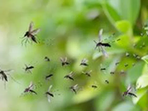 Lấy muỗi trị muỗi