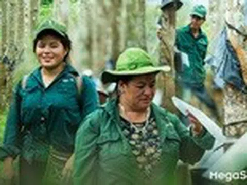 Hành trình xanh của cao su trên mảnh đất cực Tây Tổ quốc
