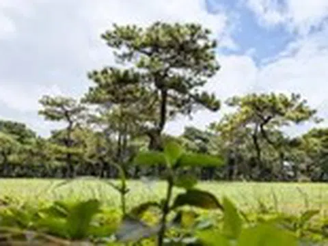 Dự án sân golf Đak Đoa sắp khởi động lại, hiện trạng ra sao?