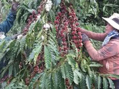 Giá cà phê diễn biến trái chiều, lo ngại giá có thể giảm thêm