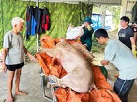 Nông dân trắng tay vì dịch tả heo châu Phi bùng phát