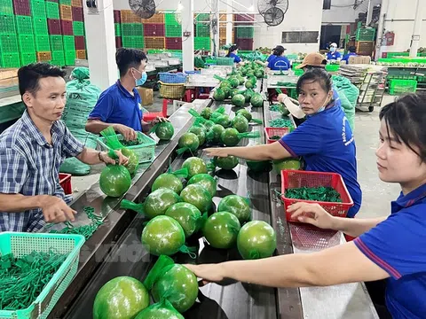 Phát triển chuỗi giá trị bưởi tại xã Đồng Lê, tỉnh Quảng Trị: Góc nhìn từ sản xuất đến tiêu thụ và hiệu quả kinh tế