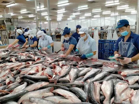 Nâng cao vai trò ngân hàng trong thúc đẩy phát triển bền vững ngành cá tra