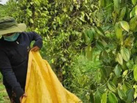 Giá hồ tiêu tăng, doanh nghiệp kỳ vọng thị trường tốt hơn vào cuối năm