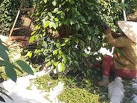 Thu 1 đồng nhưng phải hoàn đến 39 đồng, đến lượt ngành hồ tiêu kiến nghị bỏ thuế VAT