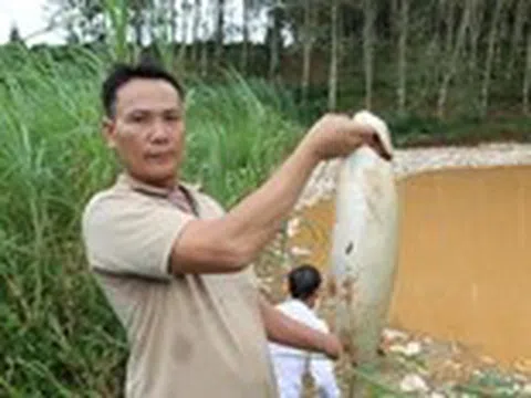 Cá chết hàng loạt sau vụ vỡ bờ bao hố rác, rác chảy ào ào như thác