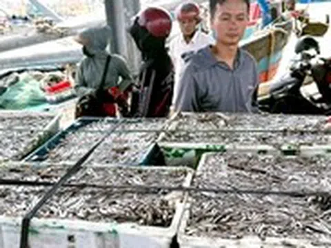 Ngư dân Quảng Trị trúng cá cơm, cảng cá nhộn nhịp từ sáng sớm