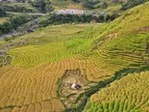 Ngỡ ngàng mùa vàng ở Ngọc Linh, bức tranh tuyệt sắc giữa đại ngàn Quảng Ngãi