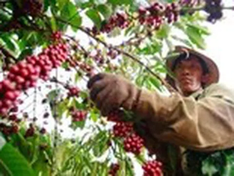 Xuất khẩu cà phê cán mốc 6 tỉ USD, sầu riêng đang phục hồi đà xuất ngoại