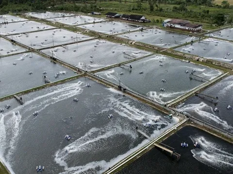 Indonesia tìm lối thoát cho ngành tôm sau thuế quan của Mỹ