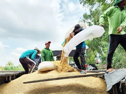 Philippines tạm dừng nhập gạo 60 ngày, lo 40% xuất khẩu gạo Việt Nam bị chặn cửa