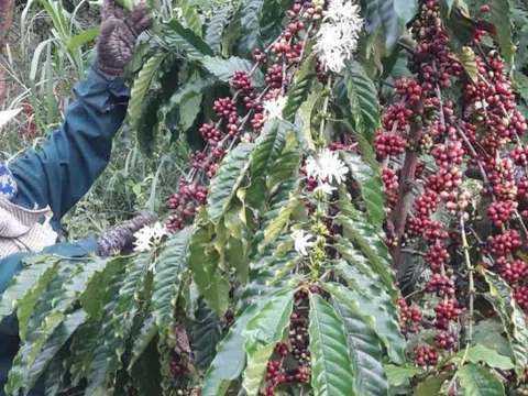 Lý do khiến giá cà phê cả trong nước và quốc tế bật tăng liên tiếp