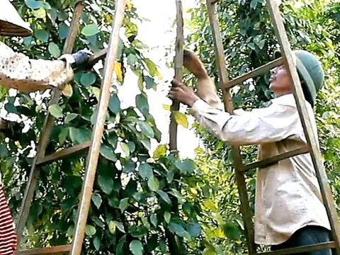 Doanh nghiệp xuất khẩu hồ tiêu lại gặp khó vì giấy chứng nhận