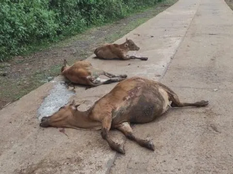 Xe tải mất phanh tông chết 18 con bò, 1 hộ dân nhận bồi thường 160 triệu đồng