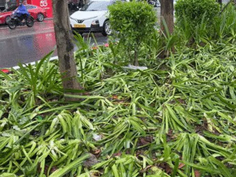 Cảnh tượng khó tin sau buổi tổng hợp luyện, cây, hoa bị dân giẫm nát tơi tả