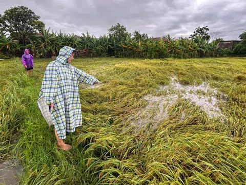 Sau bão số 5, nông dân Quảng Trị lo mất trắng vụ lúa hè thu
