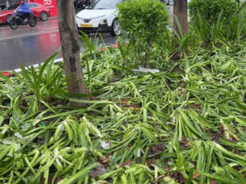 Vụ dân giẫm nát cây khi xem tổng hợp luyện: GĐ trung tâm thuộc Sở Xây dựng nói gì?