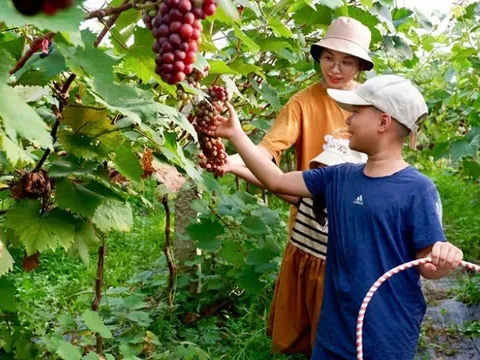 Mô hình nghiên cứu phát triển du lịch nông nghiệp đô thị gắn với sản phẩm OCOP tại TP. Hồ Chí Minh