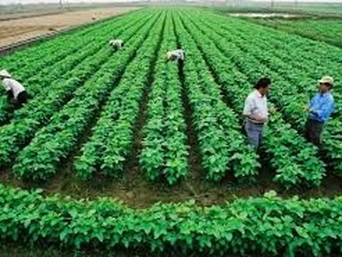 Phát huy vai trò của hợp tác xã trong kỷ nguyên vươn mình của dân tộc