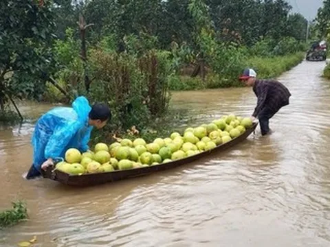 Mưa lớn gây ngập sâu, nông dân Hà Tĩnh xót xa chèo thuyền vớt vát loại quả đặc sản