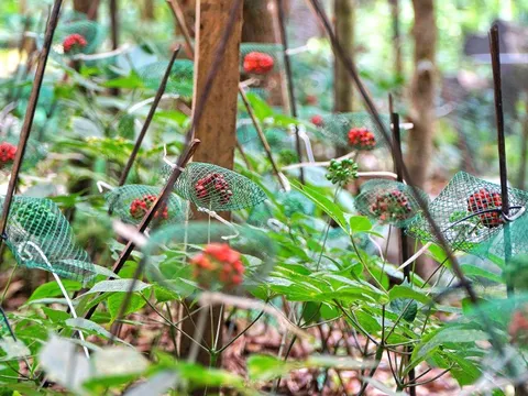 Mùa thu hoạch hạt sâm Ngọc Linh