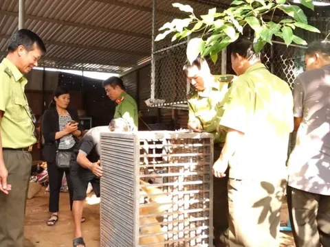 Bắt được động vật "lạ", lên mạng tra cứu thì tá hỏa giao nộp cho công an
