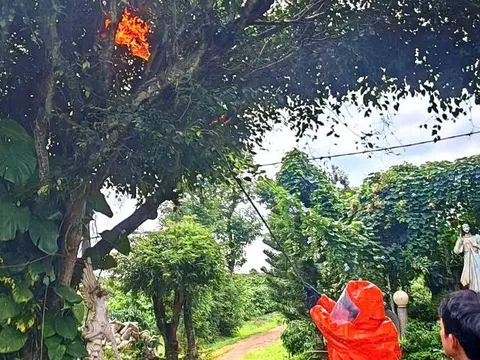 Gia Lai: Bị ong vò vẽ tấn công, 3 cháu nhỏ thương vong