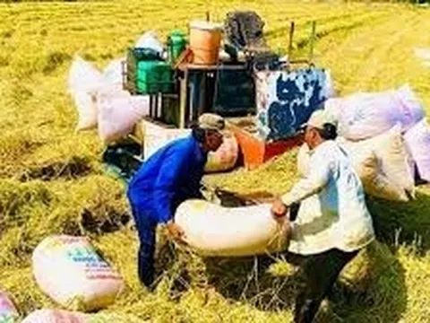 Các yếu tố ảnh hưởng đến quyền thương lượng của người nông dân với thương lái trong chuỗi giá trị lúa gạo Việt Nam